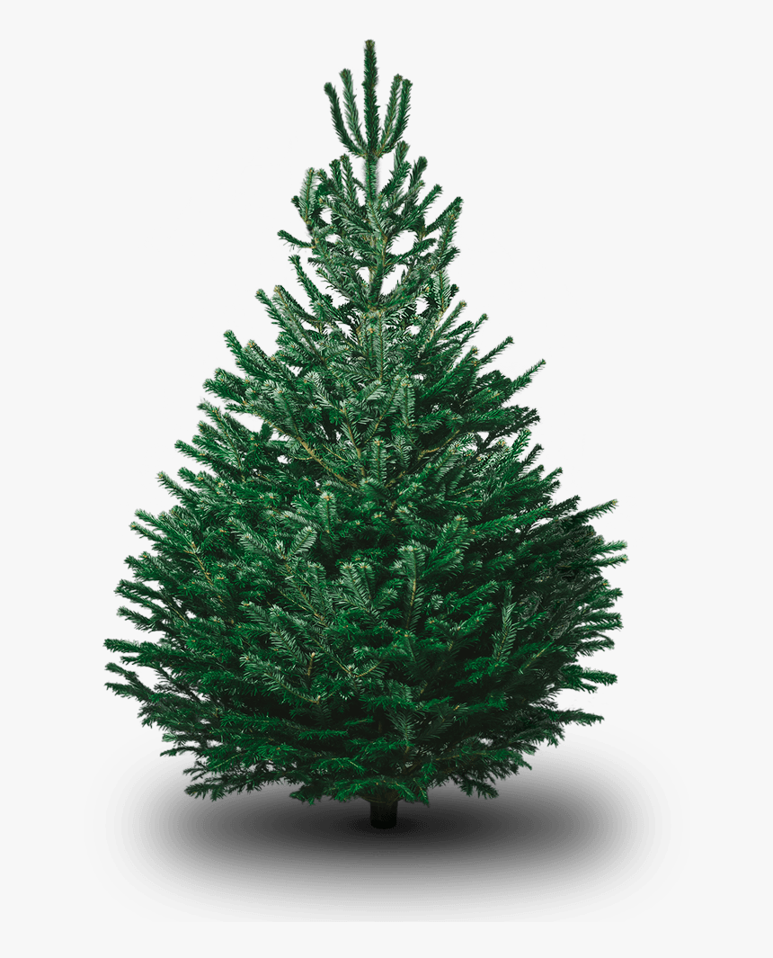Nordmann Fir - Fir Tree Png, Transparent Png