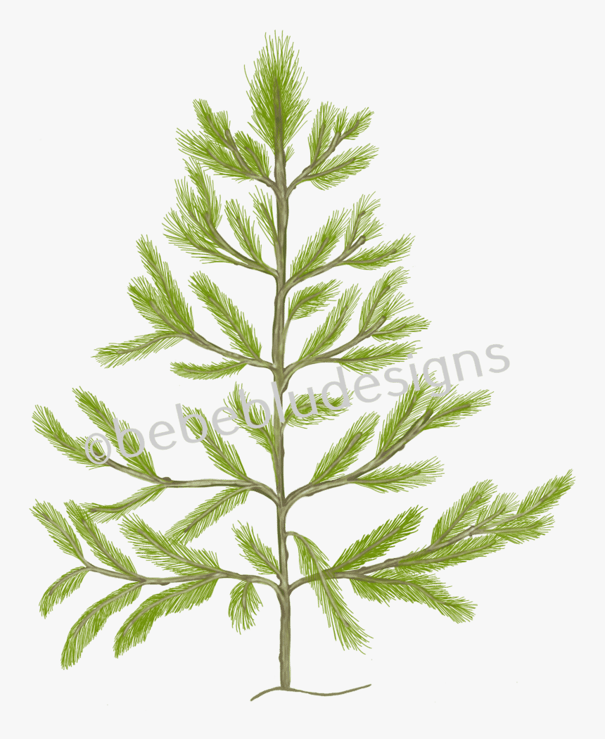 Christmas Pine Tree - Christmas Tree, HD Png Download