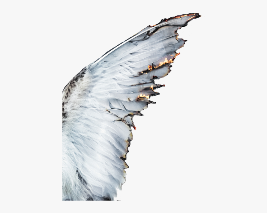 Aesthetics Castiel Photography Angel - Angel Wings Aesthetic, HD Png Download