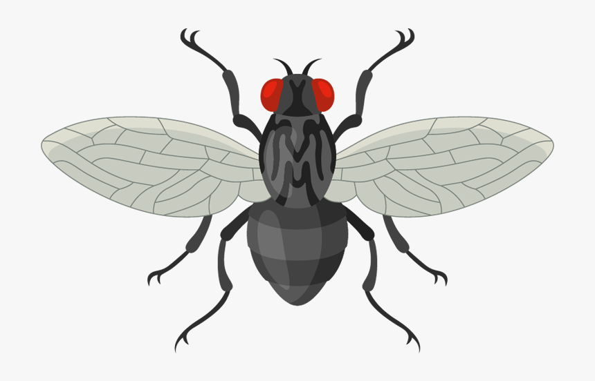 House Fly, HD Png Download