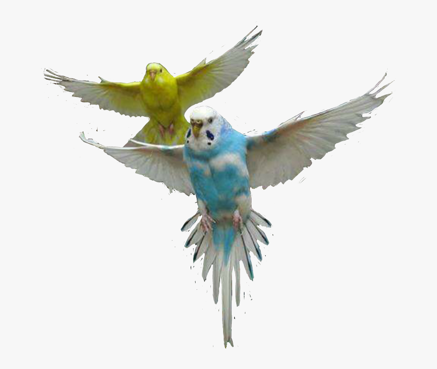#parrot #parrots #bird #fly #air #up #sky #colors #cute - Budgie Bird Png, Transparent Png