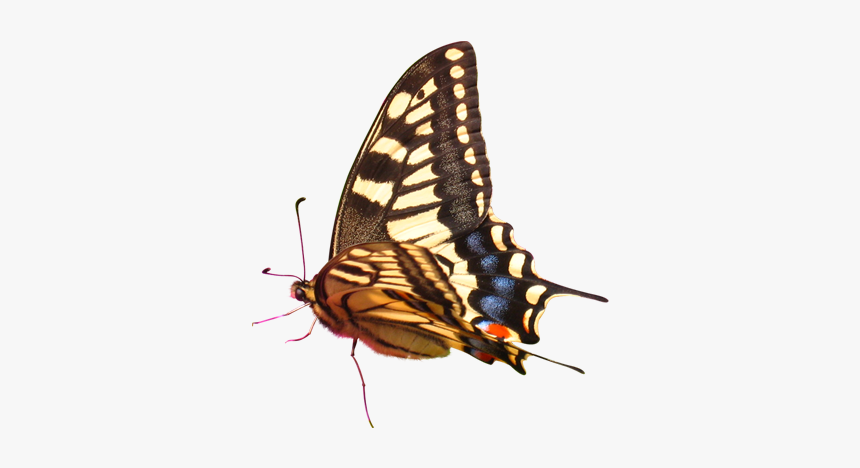 Butterfly, HD Png Download