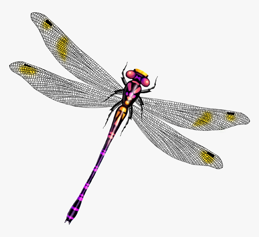 Clip Art Beautiful Wings Transprent - 卡通 蜻蜓, HD Png Download