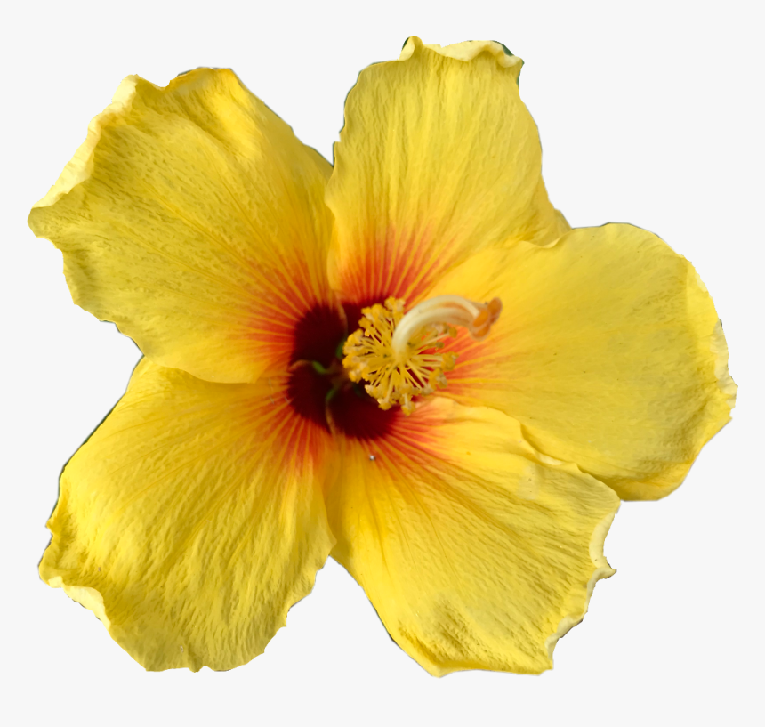 Hawaiian Hibiscus , Png Download - Hawaiian Hibiscus, Transparent Png