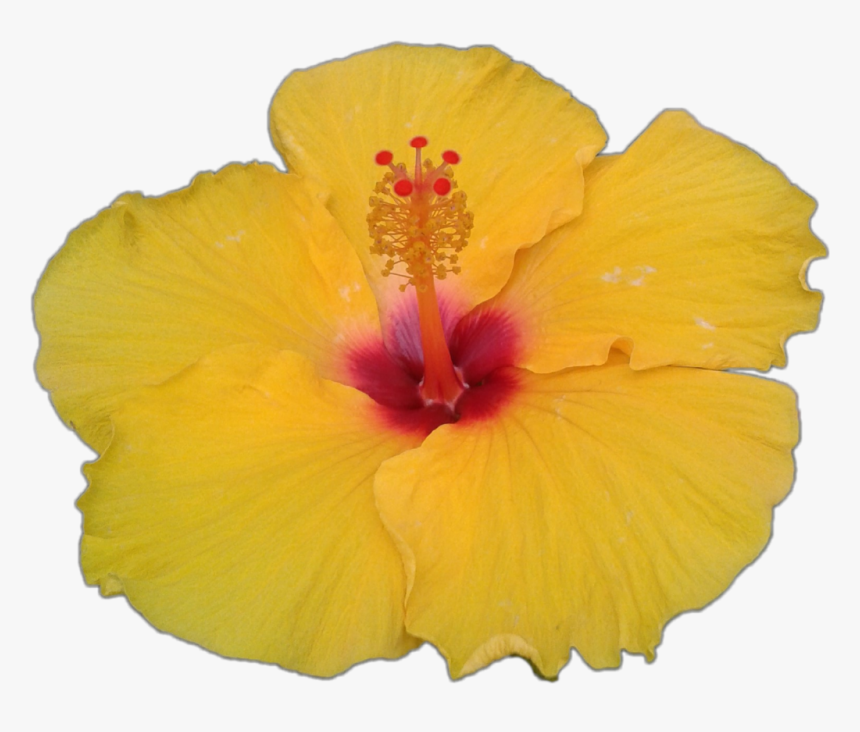 #hibiscus #fleur #flower #jaune #yellow #ftestickers - Chinese Hibiscus, HD Png Download