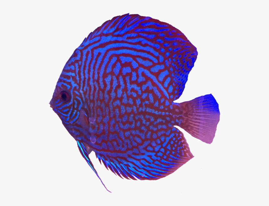 Coral Reef Fish, HD Png Download