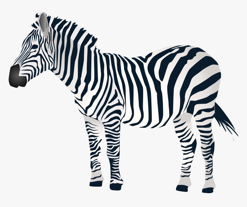 Zebra Png Zebra Transparent Images Pngio, Png Download