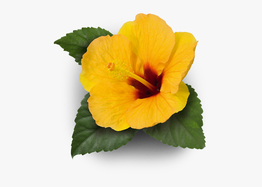 #fatimacristina85 - Hawaiian Hibiscus, HD Png Download