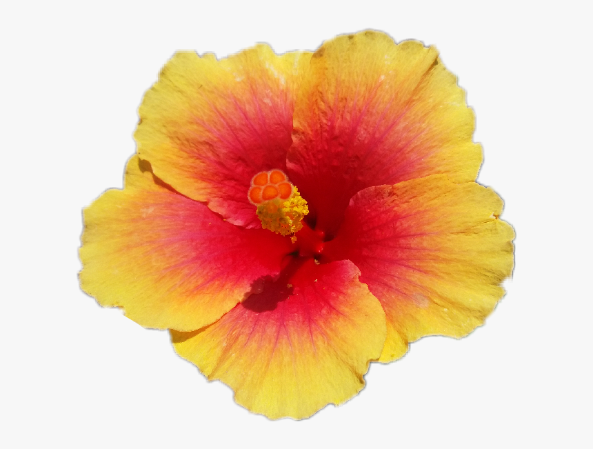 #flower #freetoedit - Hawaiian Hibiscus, HD Png Download