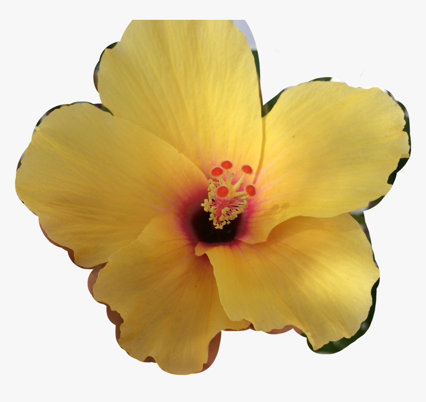 Hawaiian Hibiscus, HD Png Download