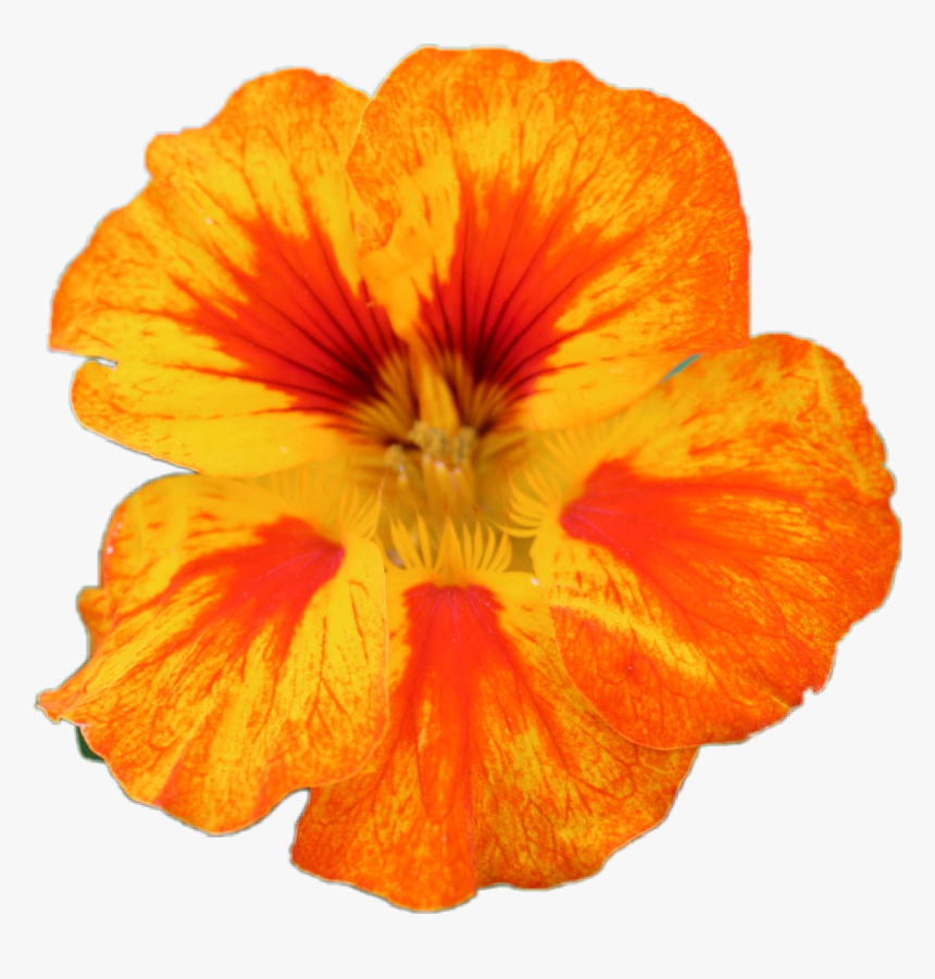 #flower #nature - Hawaiian Hibiscus, HD Png Download