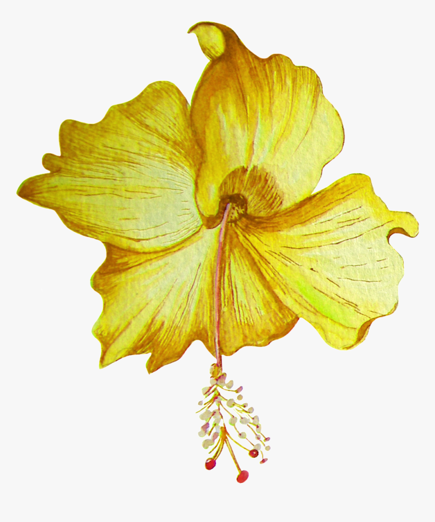 Hand Painted Golden Hibiscus Flower Transparent Png - Portable Network Graphics, Png Download