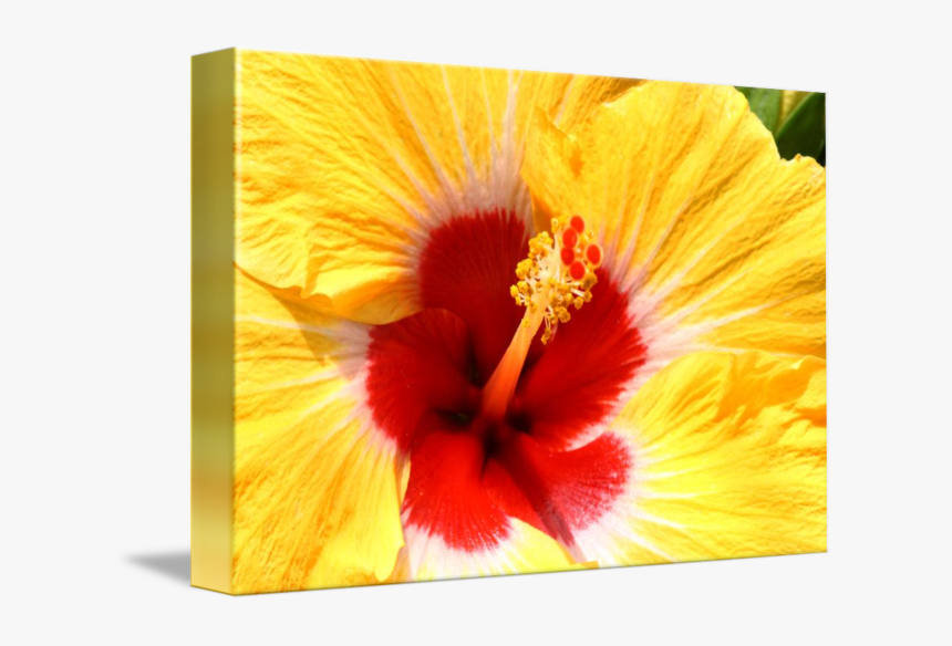 Chinese Hibiscus, HD Png Download