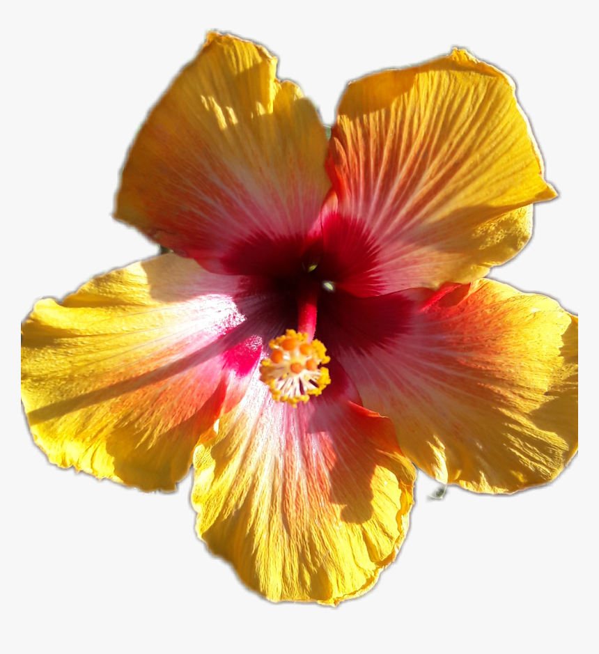 #hibiscus - Hawaiian Hibiscus, HD Png Download