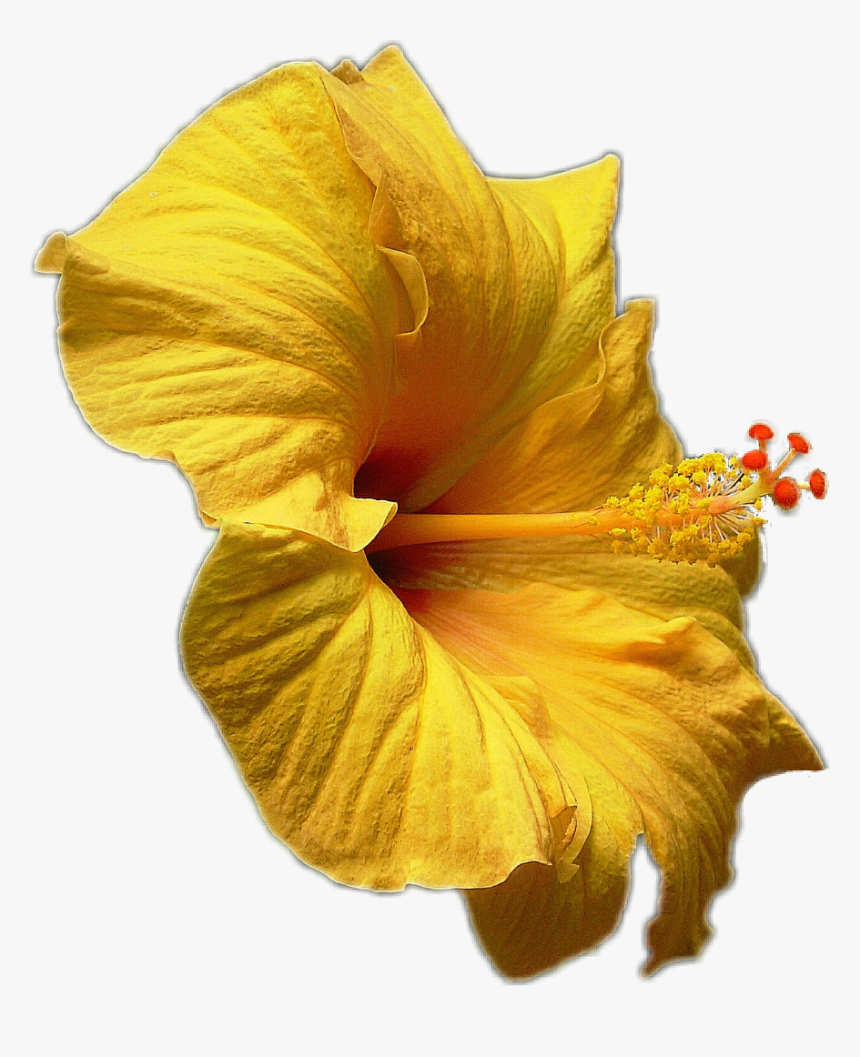 #hibiscus #hibiskus #yellow #gelb #blüte #blossom #flower - Hawaiian Hibiscus, HD Png Download