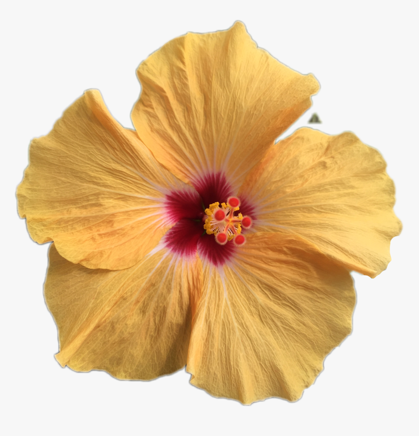 #роза#freetoedit - Chinese Hibiscus, HD Png Download