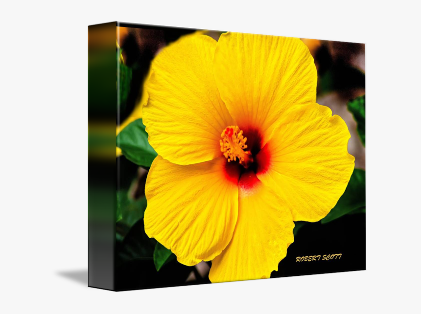 Hawaiian Hibiscus, HD Png Download