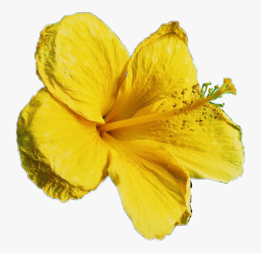 Hawaiian Hibiscus, HD Png Download