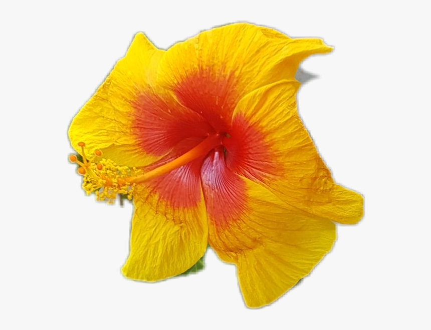 Hawaiian Hibiscus, HD Png Download