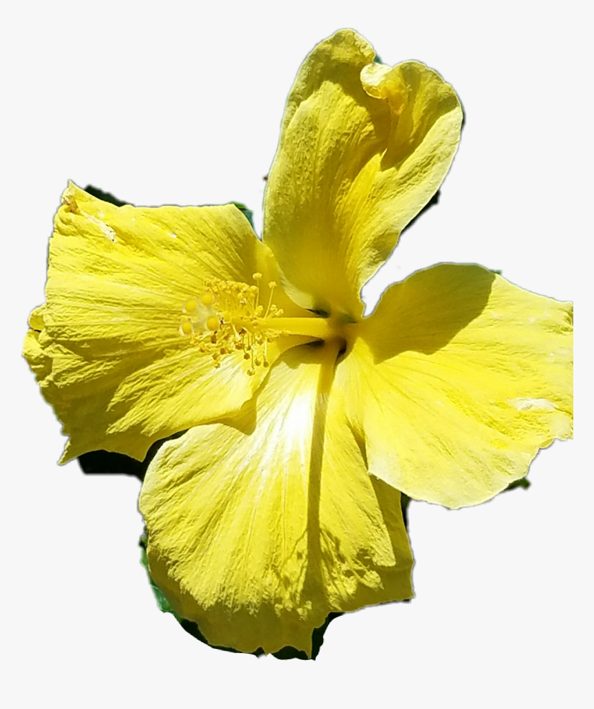 #flower - Hawaiian Hibiscus, HD Png Download