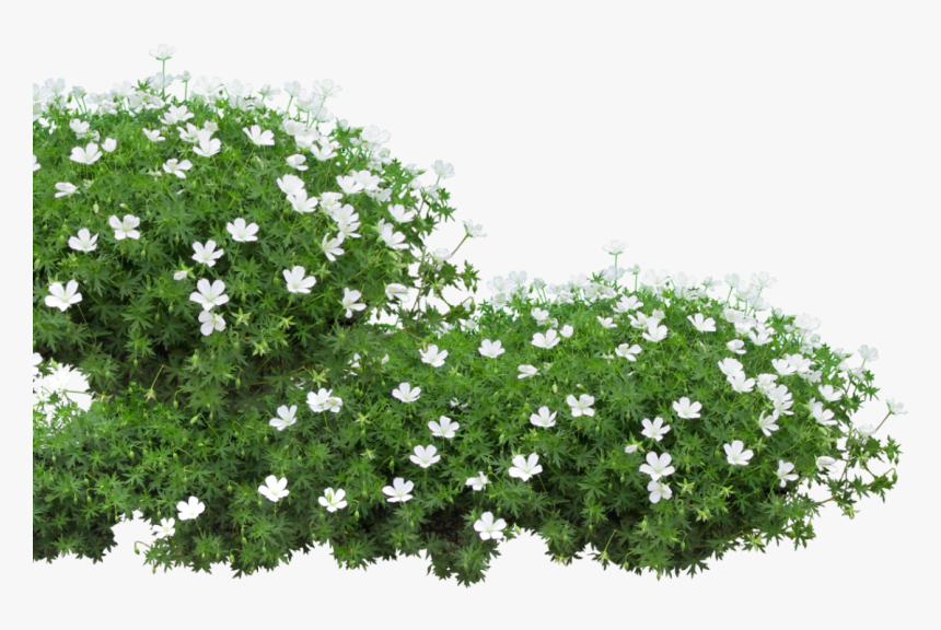 Flower Garden Png, Transparent Png