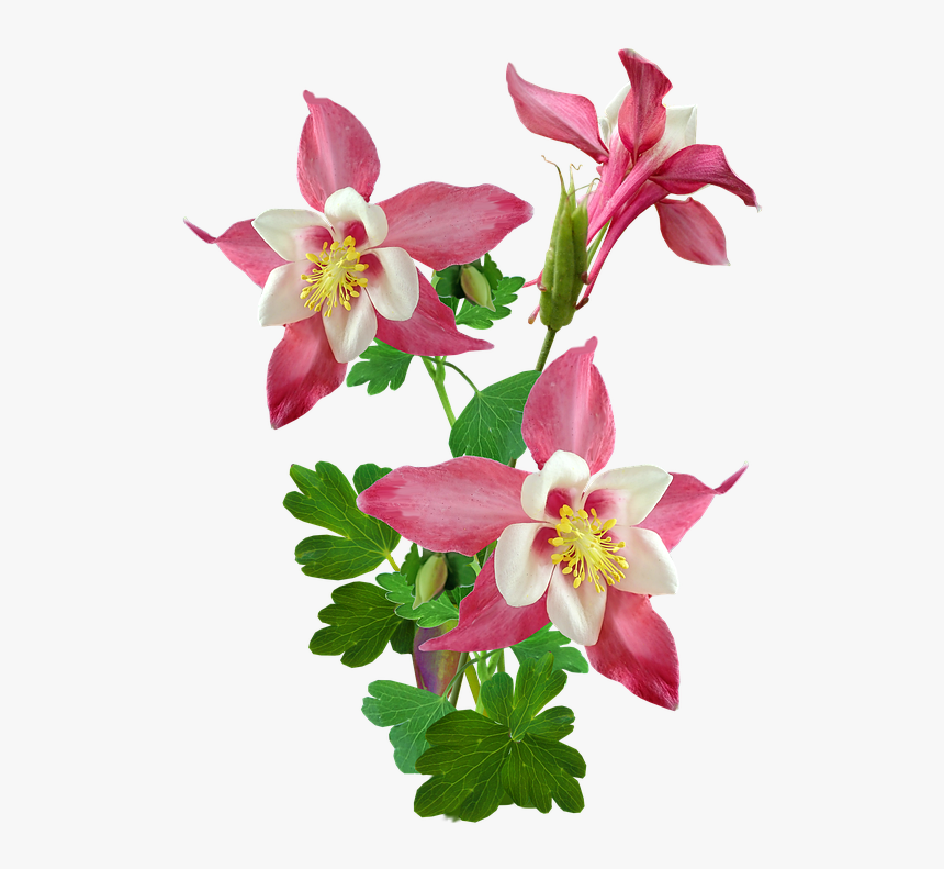 Colorado Blue Columbine, HD Png Download