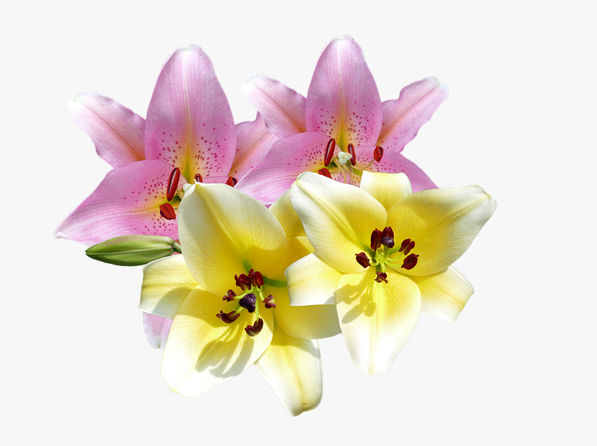 Lilien Png, Transparent Png