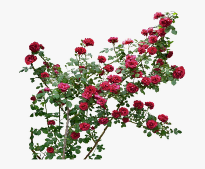 Garden Roses, HD Png Download