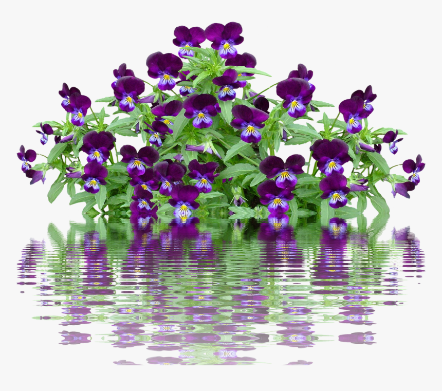 Lavender Bush Png, Transparent Png