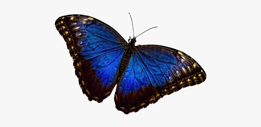 Blue Morpho Butterfly Png, Transparent Png