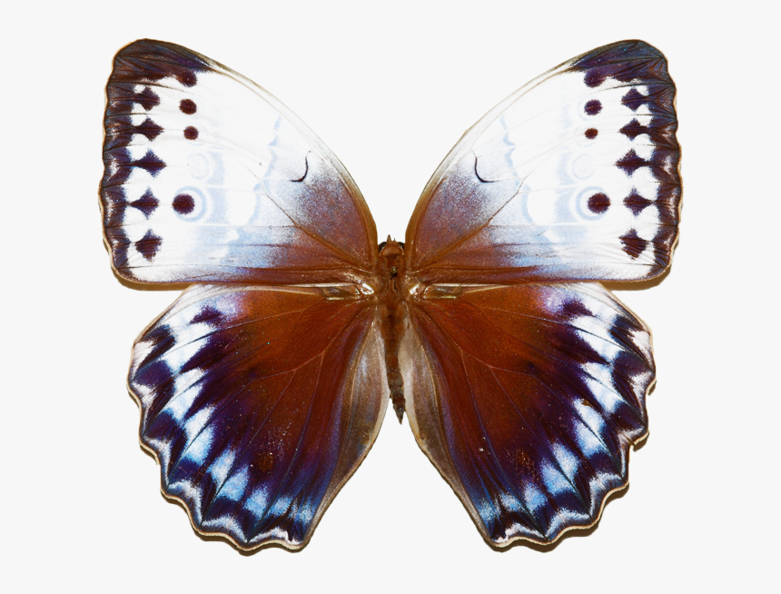 Stichophthalma Camadeva, HD Png Download