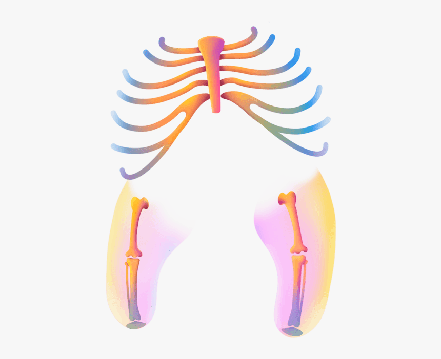 Skate - Illustration, HD Png Download