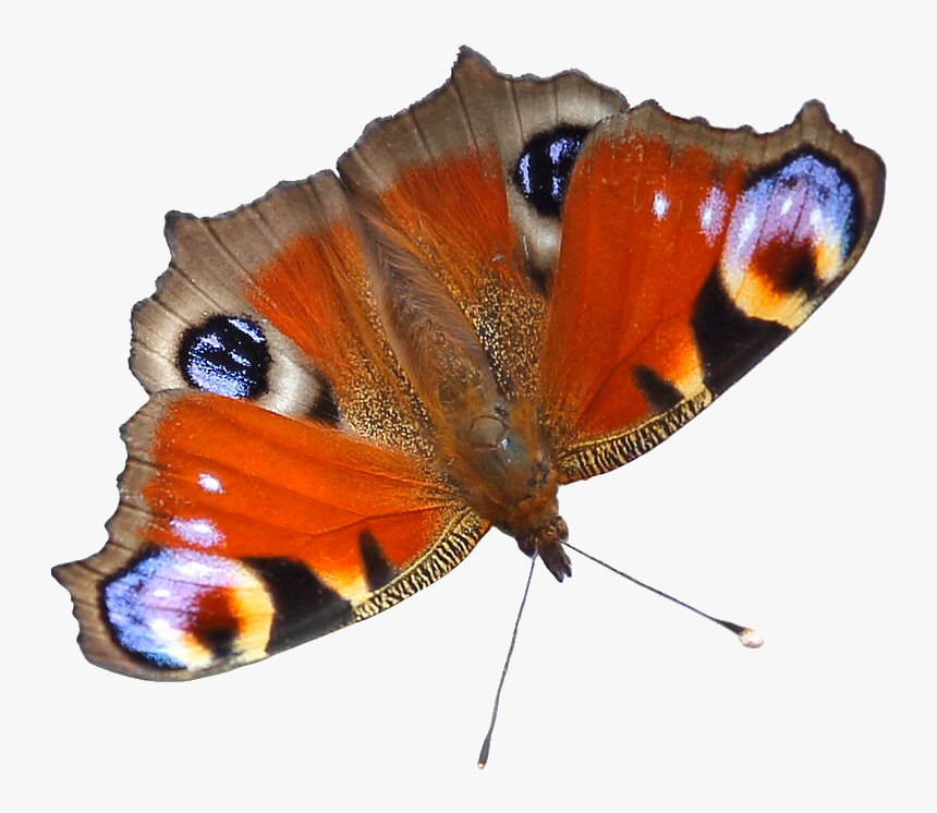 Image - Butterfly On White Background, HD Png Download