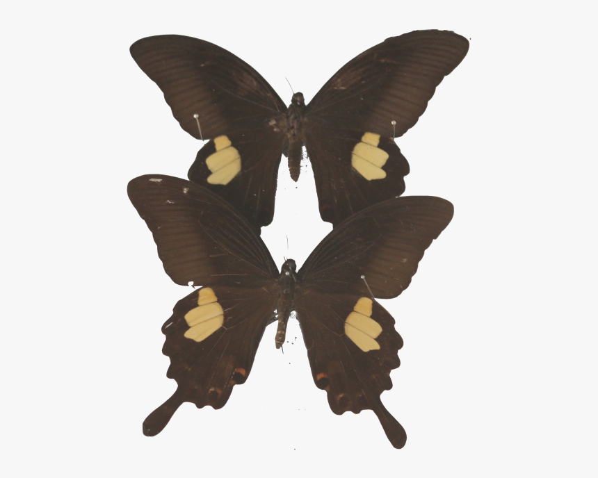 Img - Black Color For Profile, HD Png Download