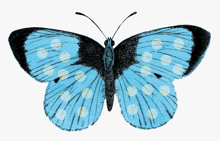 Lepidoptera, HD Png Download