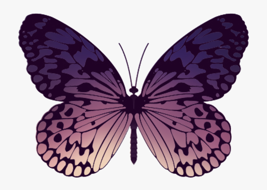 Short-tailed Blue, HD Png Download