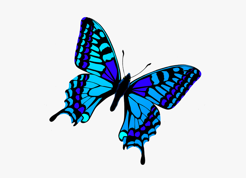 Butterfly, HD Png Download
