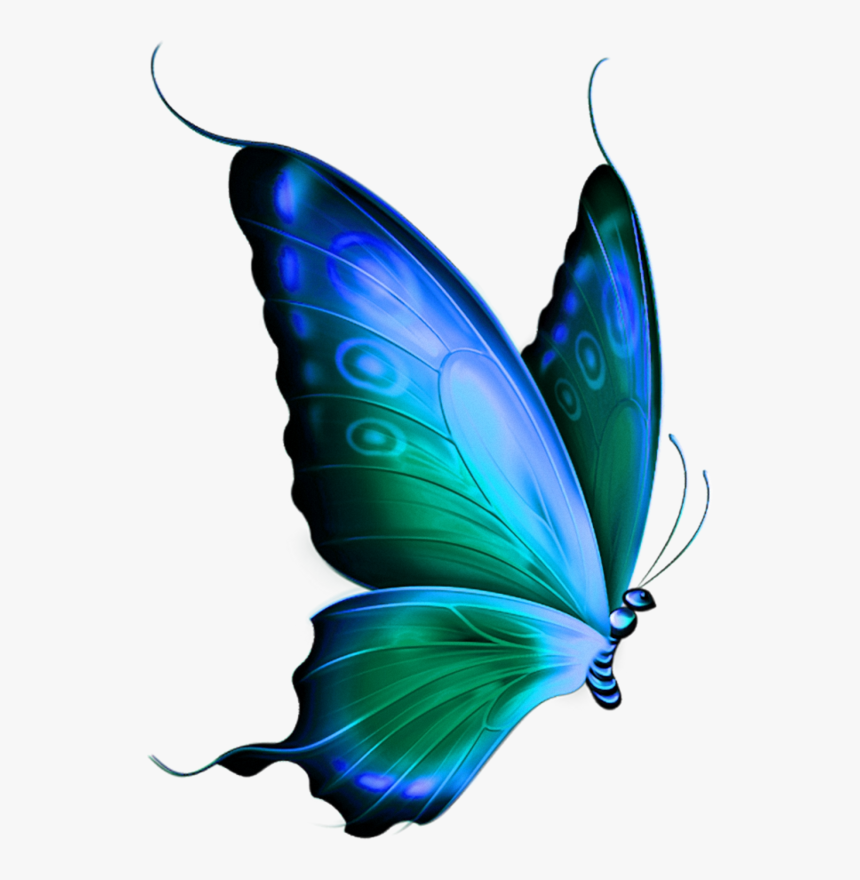 Butterfly Png Hd, Transparent Png