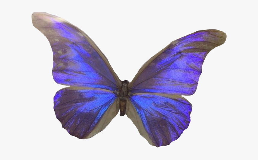 Lycaena, HD Png Download