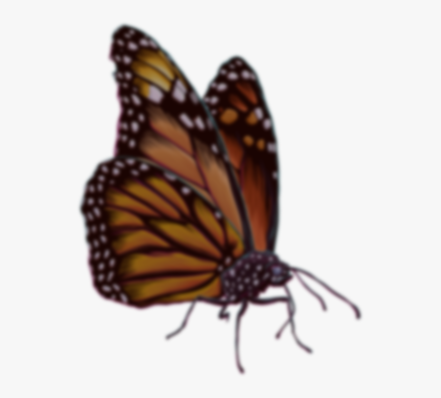 Join The Cali Roots Email List Monarch Butterfly- - Monarch Butterfly, HD Png Download