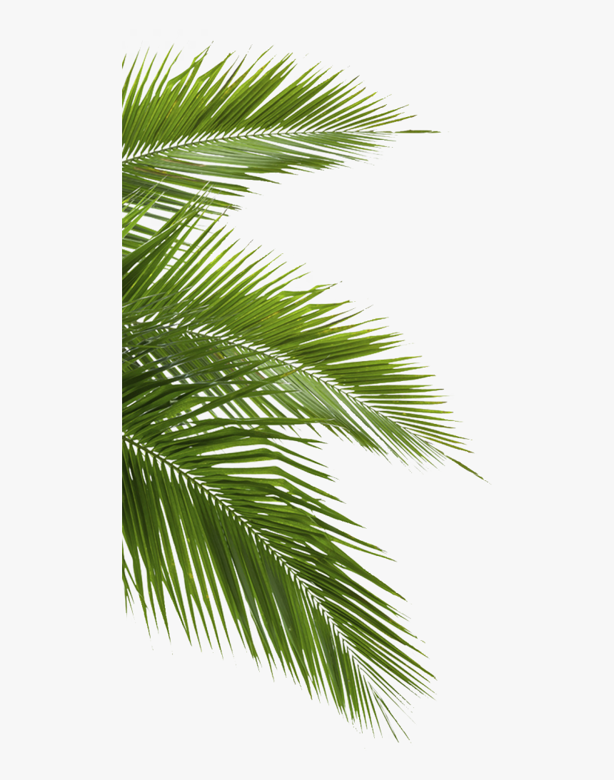 Palm Leaves Transparent Background, HD Png Download