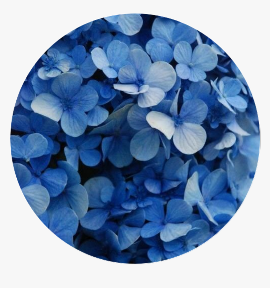 Transparent Aesthetic Flower Png - Flower Blue, Png Download