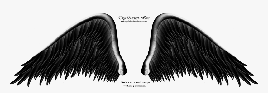 Thumb Image - Angels Wing Black And Whites Png, Transparent Png