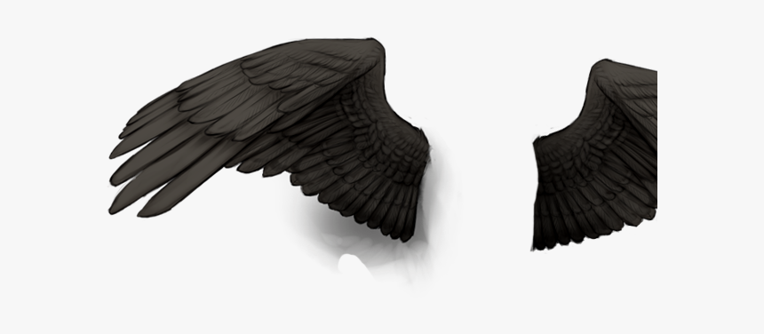 Bald Eagle, HD Png Download