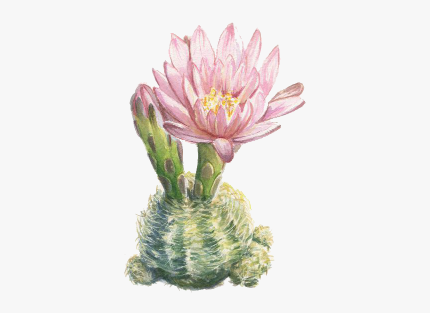 Watercolor Painting Illustration Printmaking - Cactus Botanical Illustration, HD Png Download