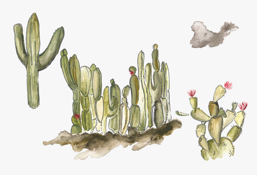 Cactuswatercolor, HD Png Download