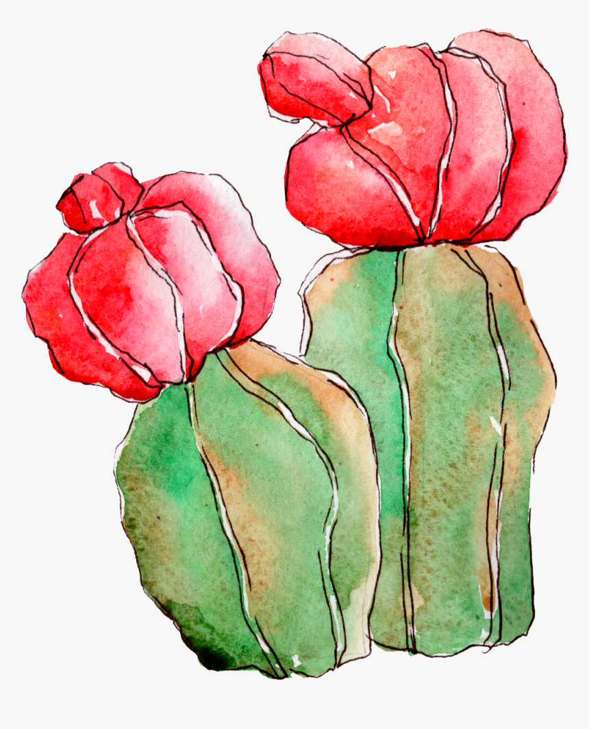 #cactus - Garden Roses, HD Png Download