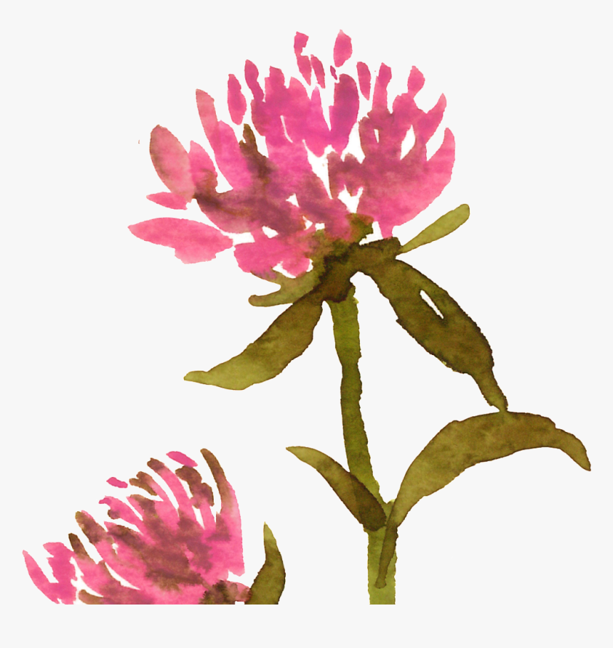 Succulent Png, Transparent Png