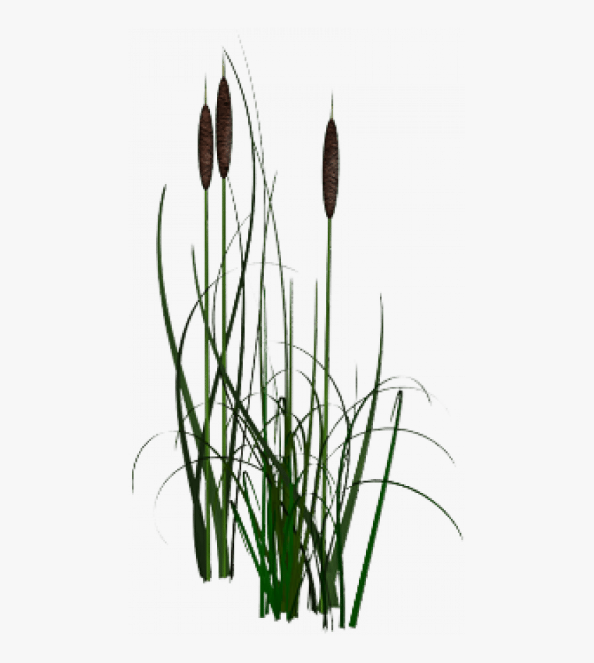Roseaux Peinture, HD Png Download