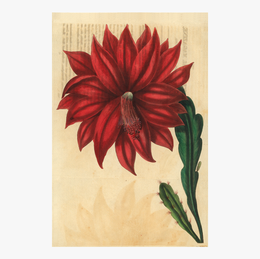 Gazania, HD Png Download